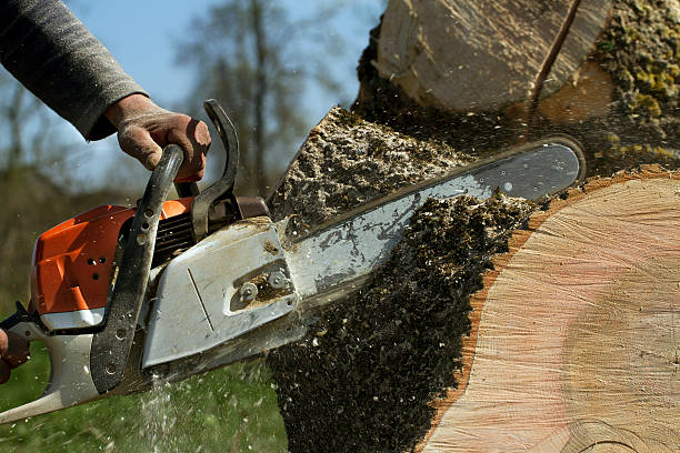 Best Tree Removal  in Cumming, GA